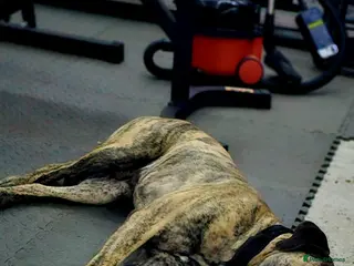 Presa Canario dogs Amazing Dog - Advert 2