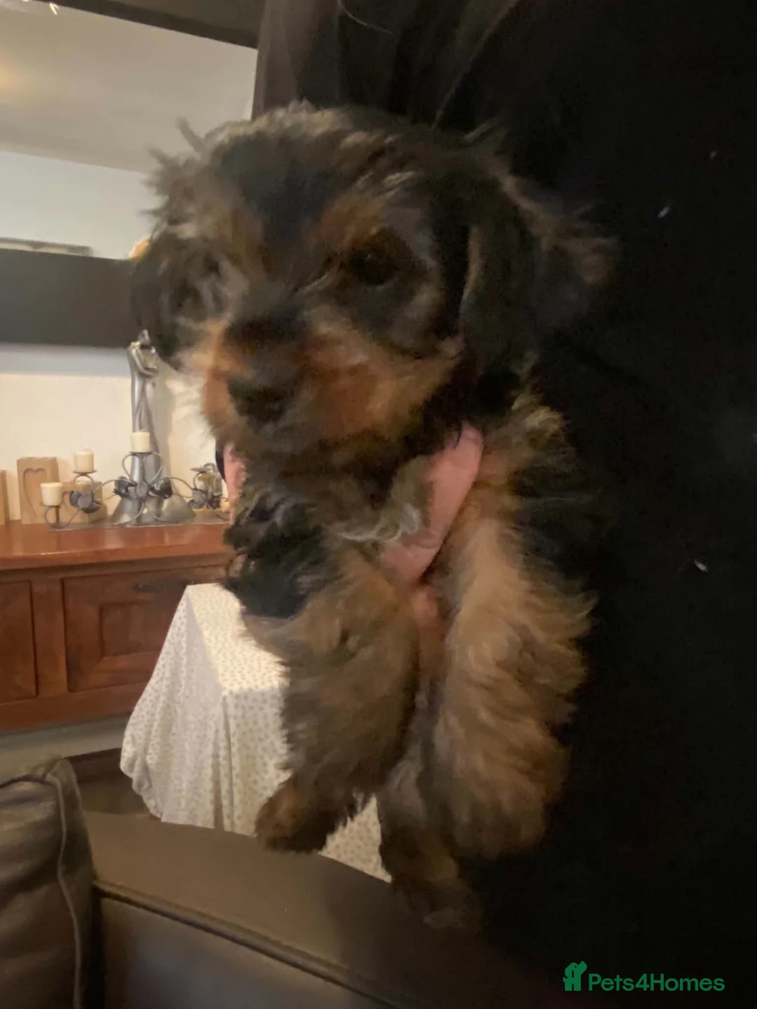 Yorkshire Terrier dogs for sale: yorkshire terrier puppies  - Advert 15