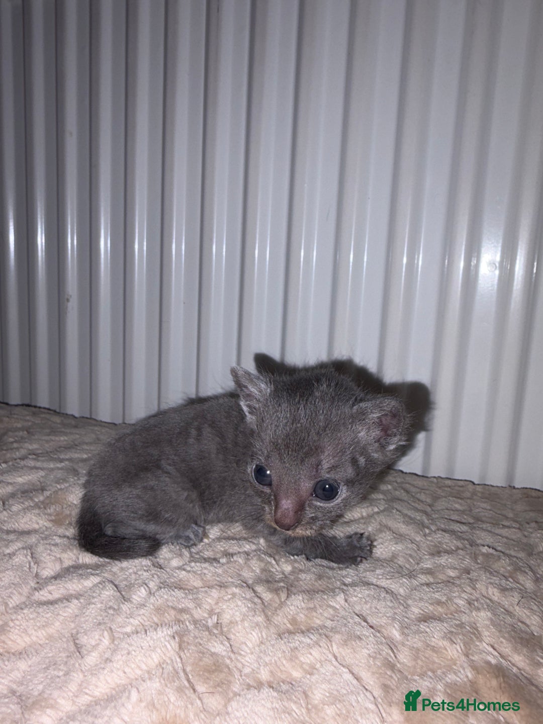 Khao Manee cats for sale: 4 mixed khao manee kittens  - Advert 4