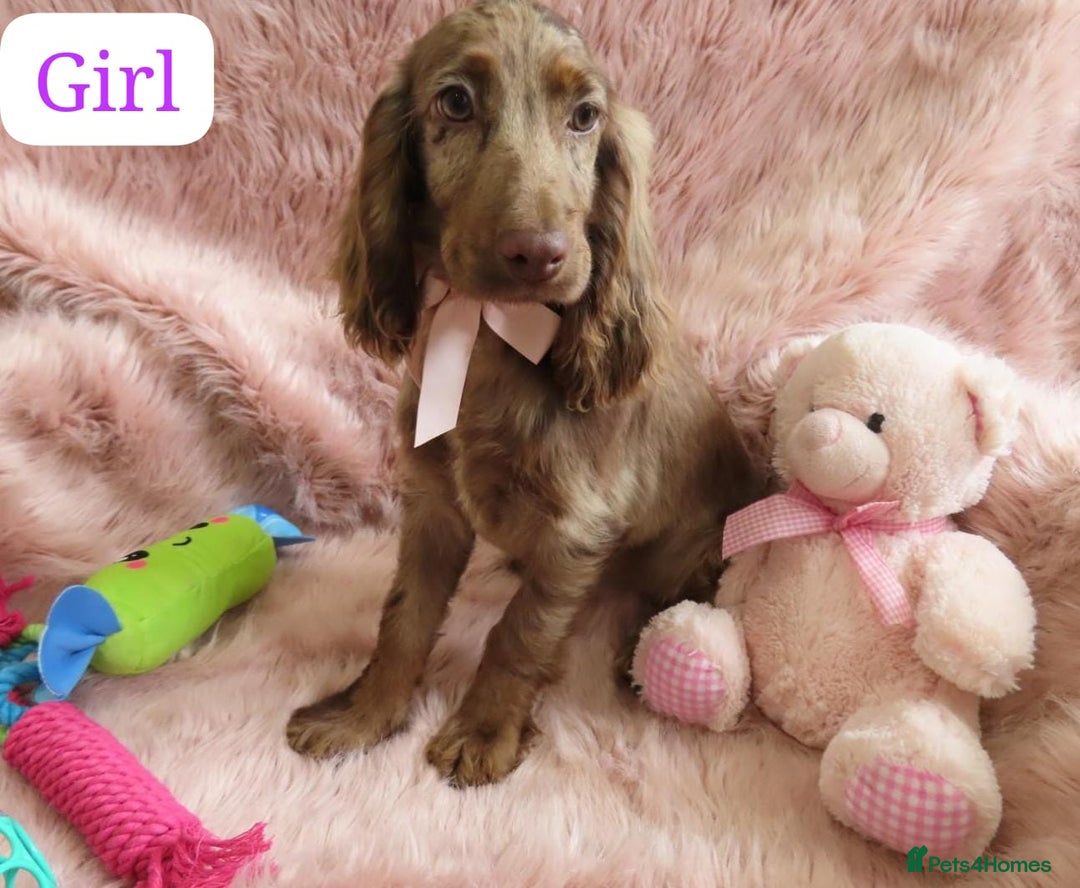 Cocker Spaniel dogs for sale: 🏆BEAUTIFUL COLOURS 🏆 SHOW TYPE COCKER SPANIELS - Image 20