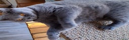 British Shorthair cats for sale: GCCF British Blue Female  - Advert 2
