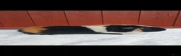 Guinea Pig rodents for sale: Teddy Brothers - Advert 5
