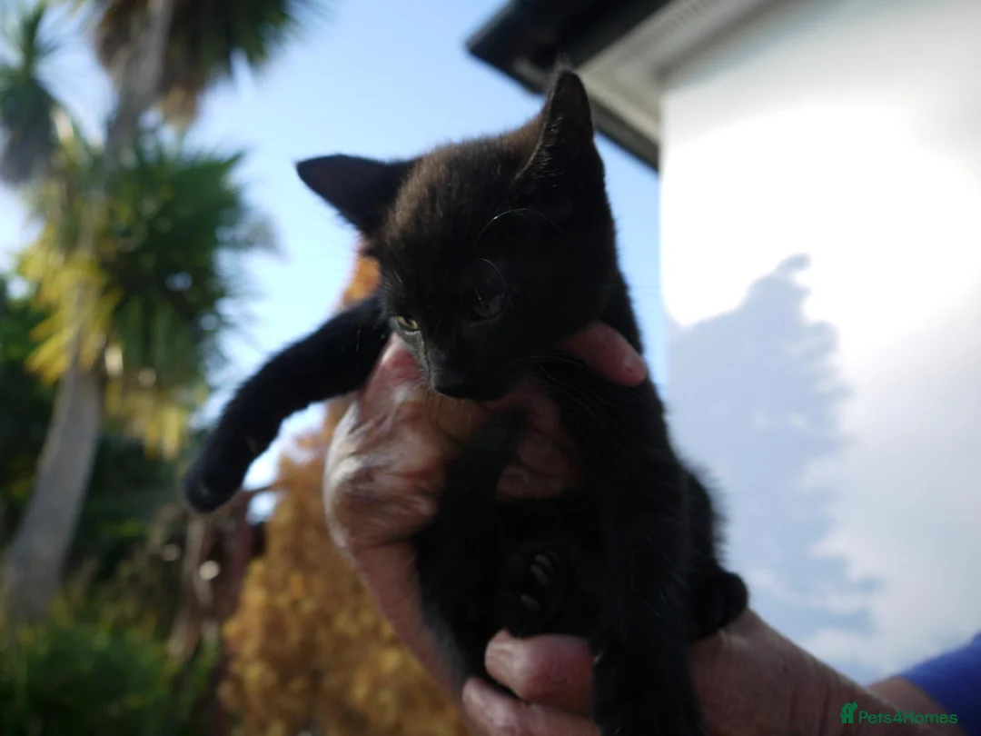 Mixed Breed cats for sale: BEAUTIFUL KITTENS FOR SALE in Romford - Advert 2