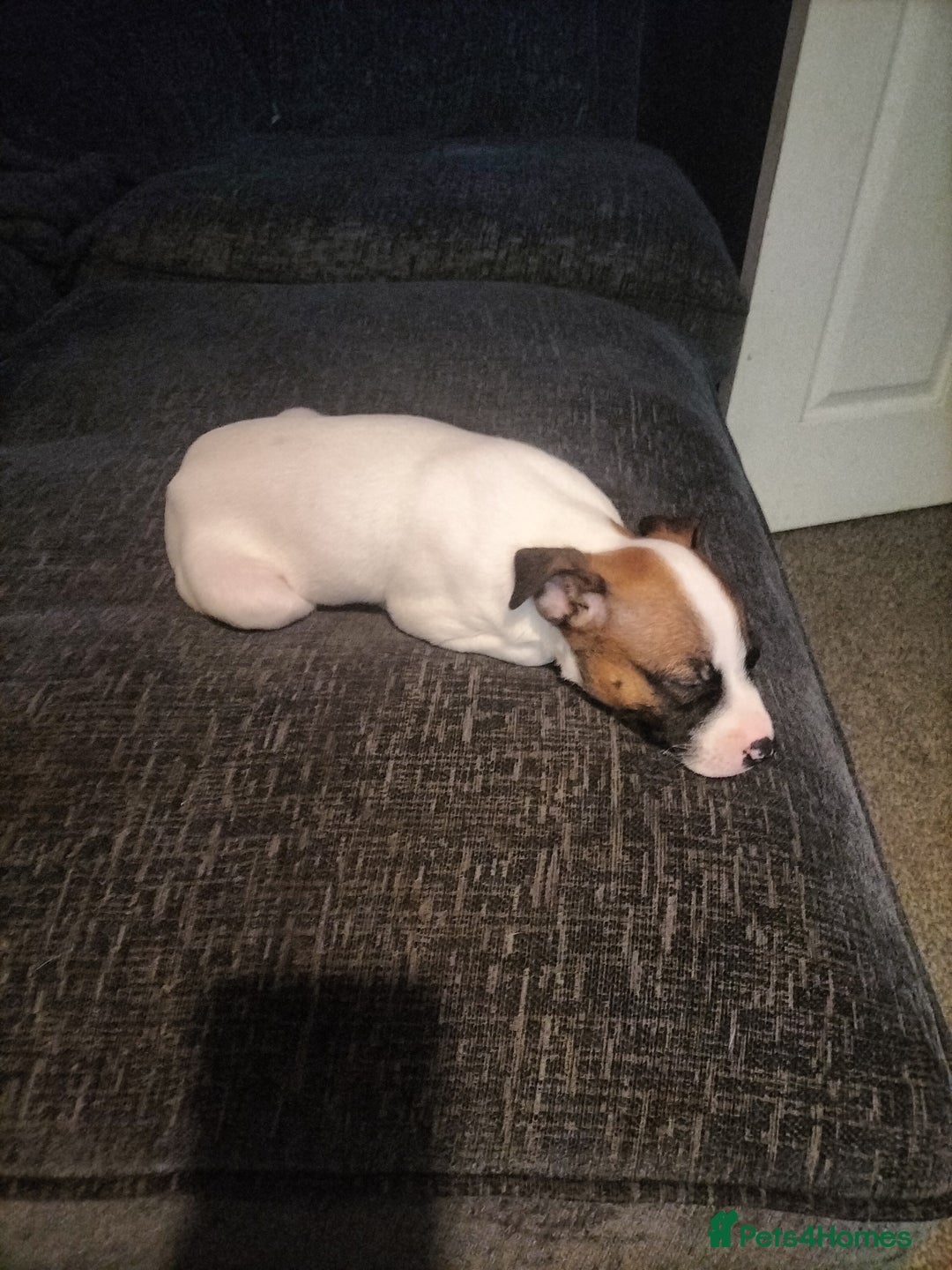 Mixed Breed dogs for sale: Cute litter of puppies  - Advert 12