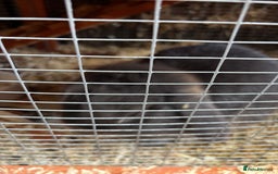 Mini Lop rabbits for sale: Stunning Mini Lop - Image 3
