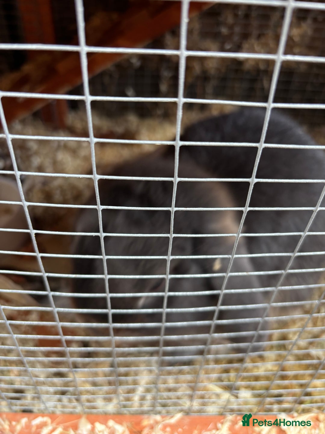 Mini Lop rabbits for sale: Stunning Mini Lop - Image 3