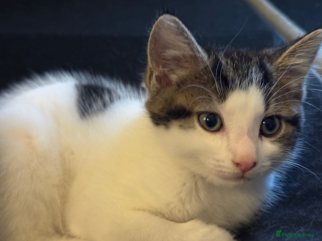 Domestic Shorthair cats for sale: 2 beautiful boy kittens  - Image 28