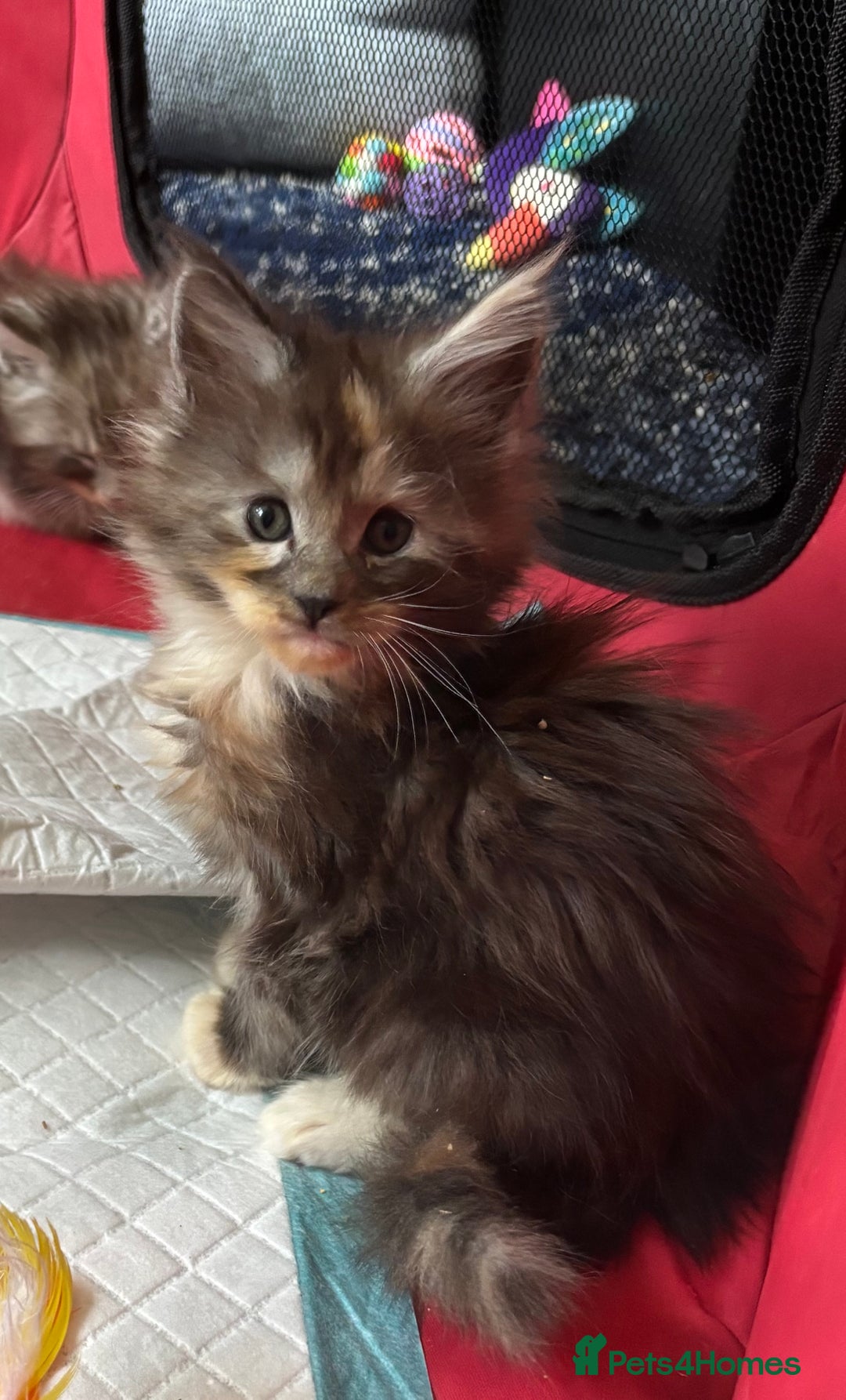 Maine Coon cats for sale: Beautiful playful 4 mainecoons kittens  - Image 6