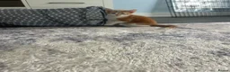 Mixed Breed cats for sale: Beautiful kitten looking for forever home  - Advert 8