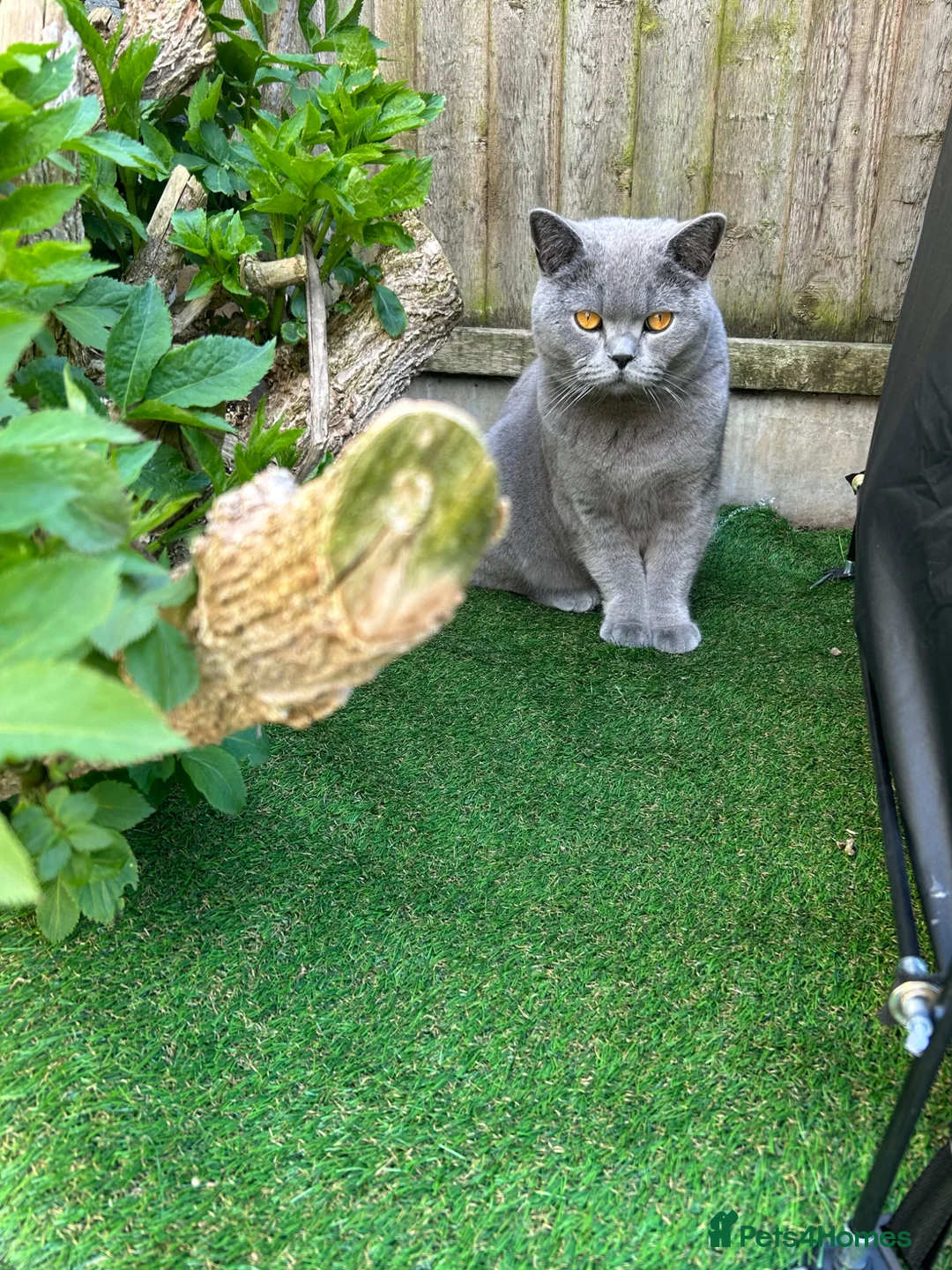 British Shorthair cats for sale: Lovely BSH boy - Advert 2