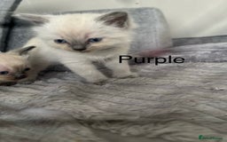 Ragdoll cats for sale: Gorgeous male ragdoll kittens  - Image 12