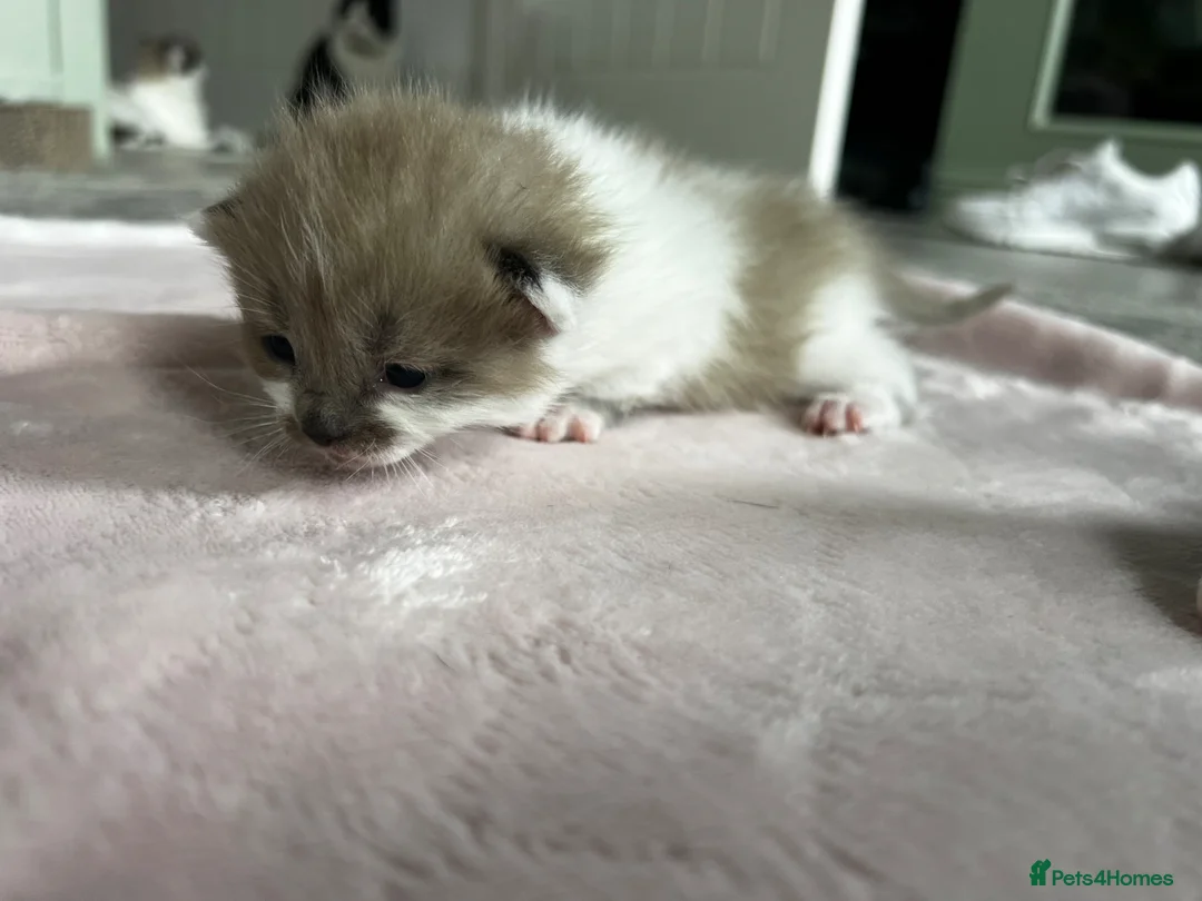 Ragdoll cats for sale: Ragdoll mix kittens  - Advert 10