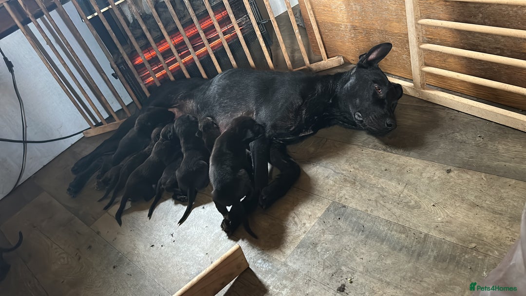Mixed Breed dogs for sale: Belgian Mali x cane corso ready now 9 wks old  - Image 1