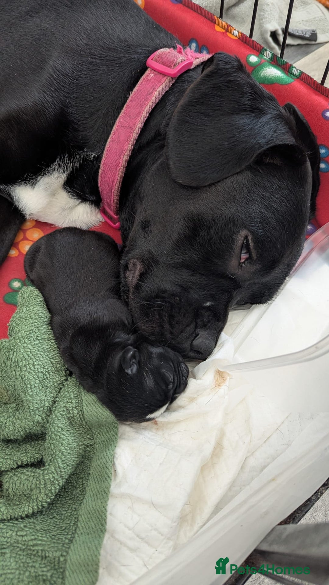 Mixed Breed dogs for sale: Cane corso cross  - Image 2