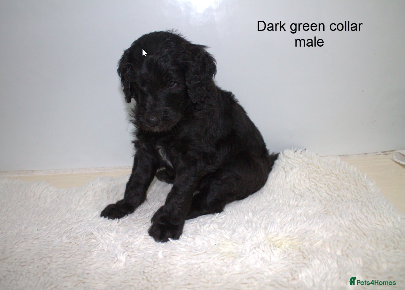 Goldendoodle dogs F1B Goldendoodle pupies - Advert 2