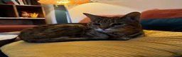 Bengal cats for adoption: Playful Sister Kitties - Advert 3