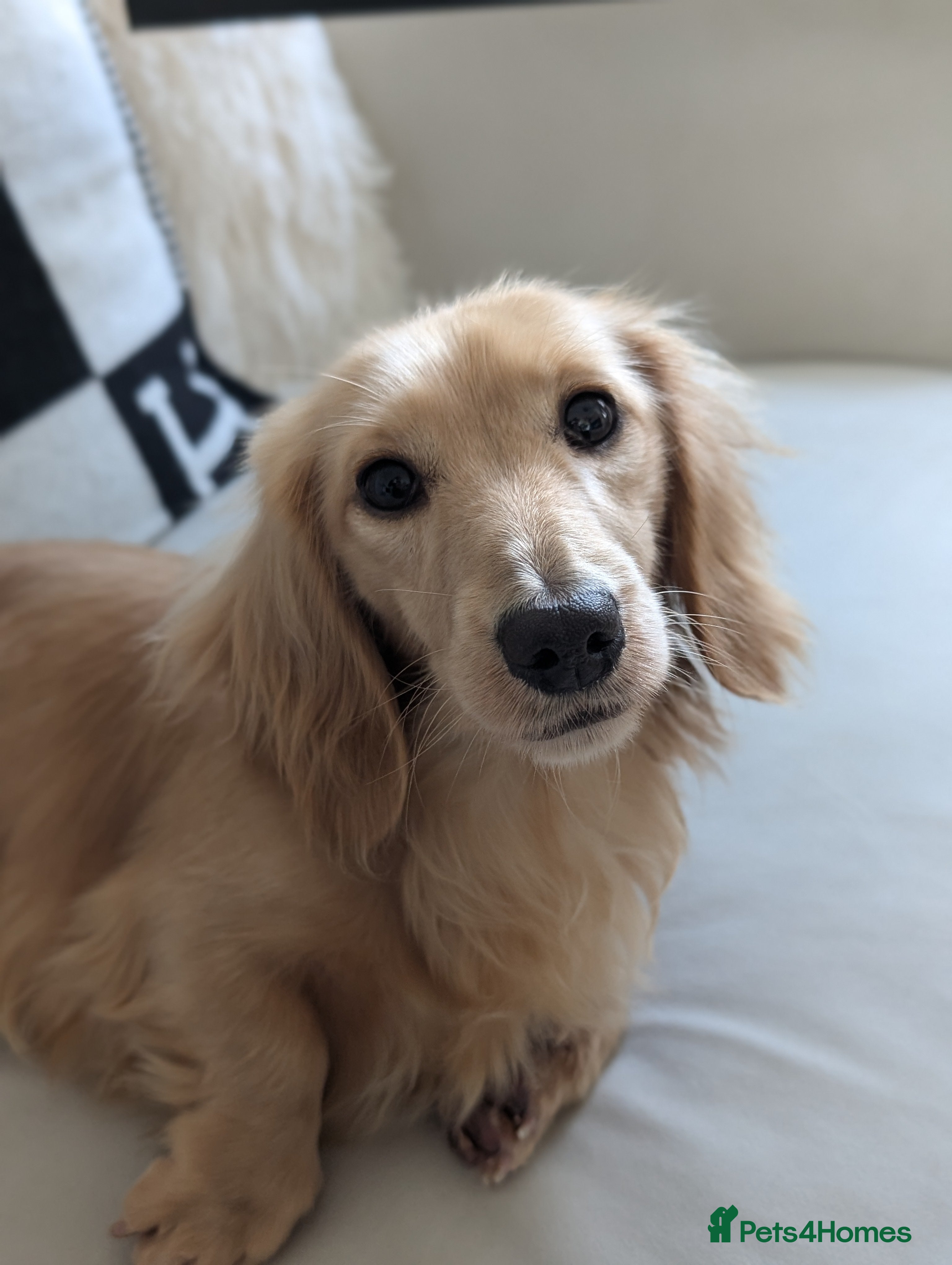 Miniature Dachshund dogs Pale cream longhaired  - Advert 6