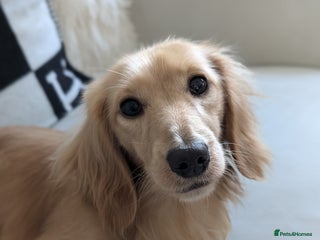 Miniature Dachshund dogs Pale cream longhaired - Advert 6