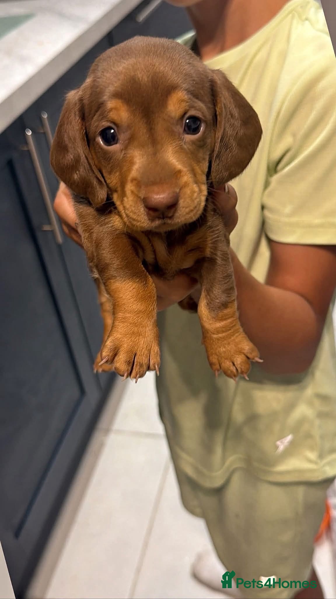 Miniature Dachshund dogs Miniature dachshund puppies - Advert 1