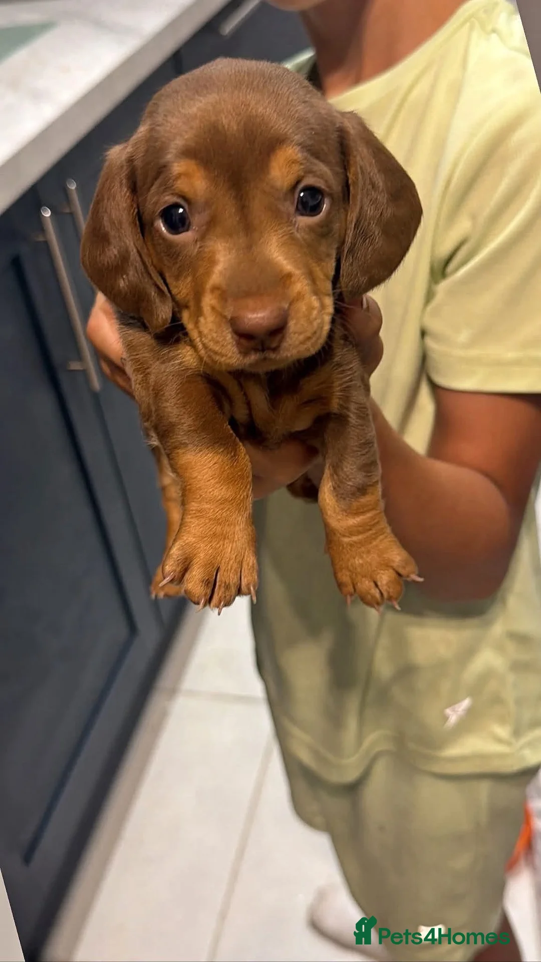 Miniature Dachshund dogs for sale: Miniature dachshund puppies - Advert 1