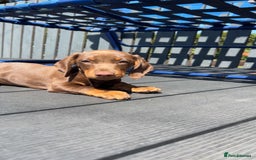 Miniature Dachshund dogs for sale: Chocolate and tan miniature dachshund  - Image 10