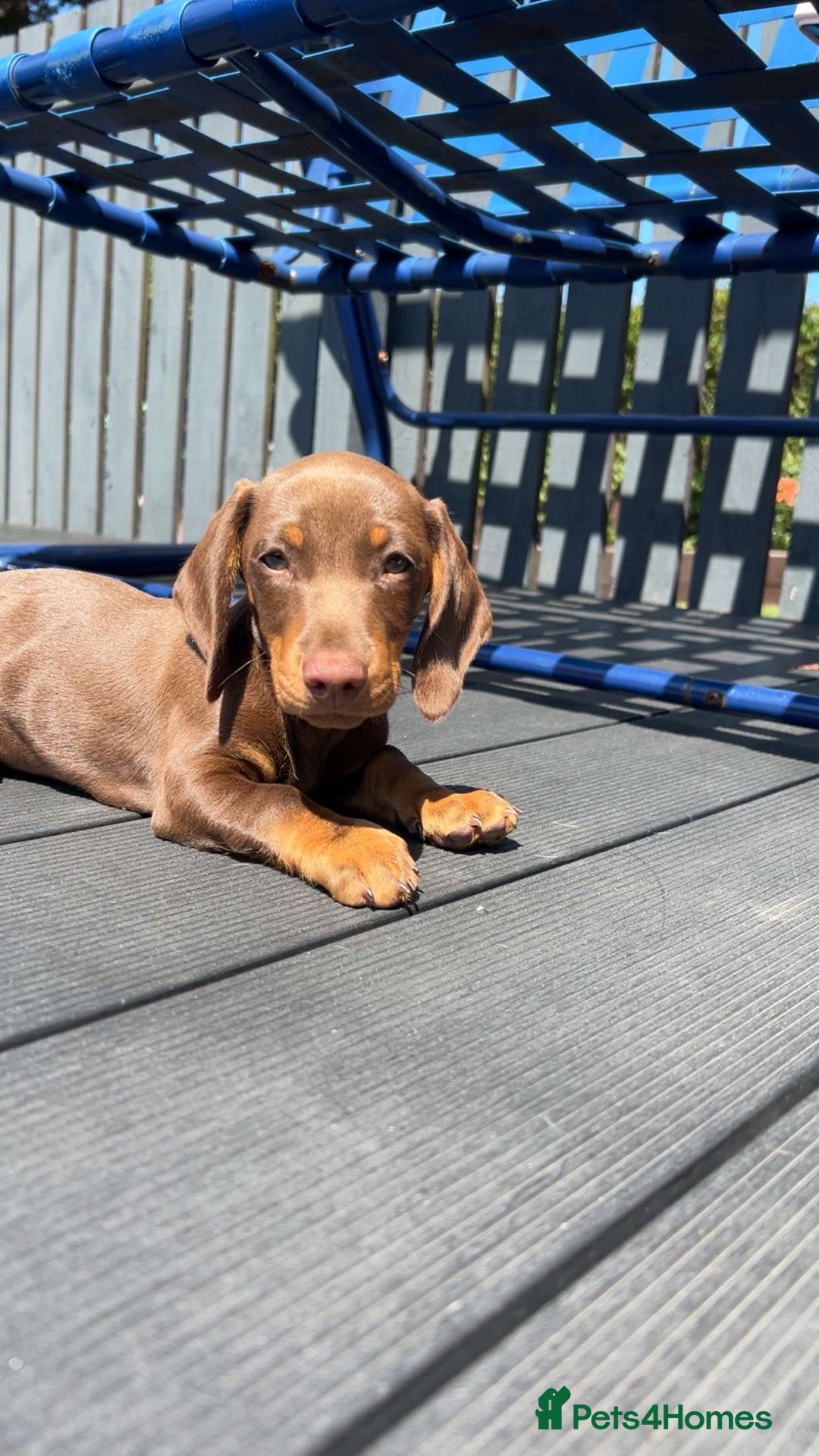 Miniature Dachshund dogs for sale: Chocolate and tan miniature dachshund  - Image 10