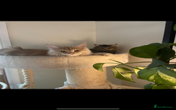 Maine Coon cats for stud: Cream TICA registered maine coon for stud  - Image 5