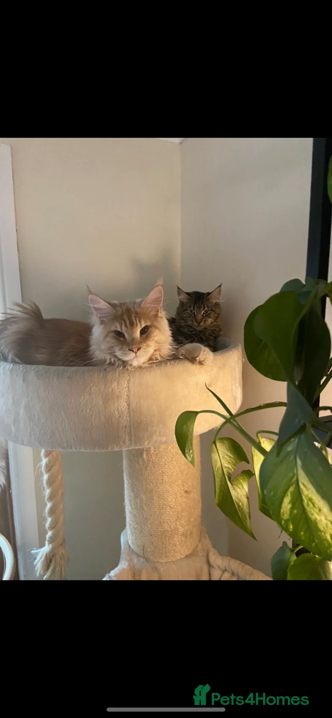 Maine Coon cats for stud: Cream TICA registered maine coon for stud  - Advert 5