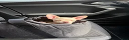 Chihuahua dogs for sale: One boy chihuahua left in London - Advert 9