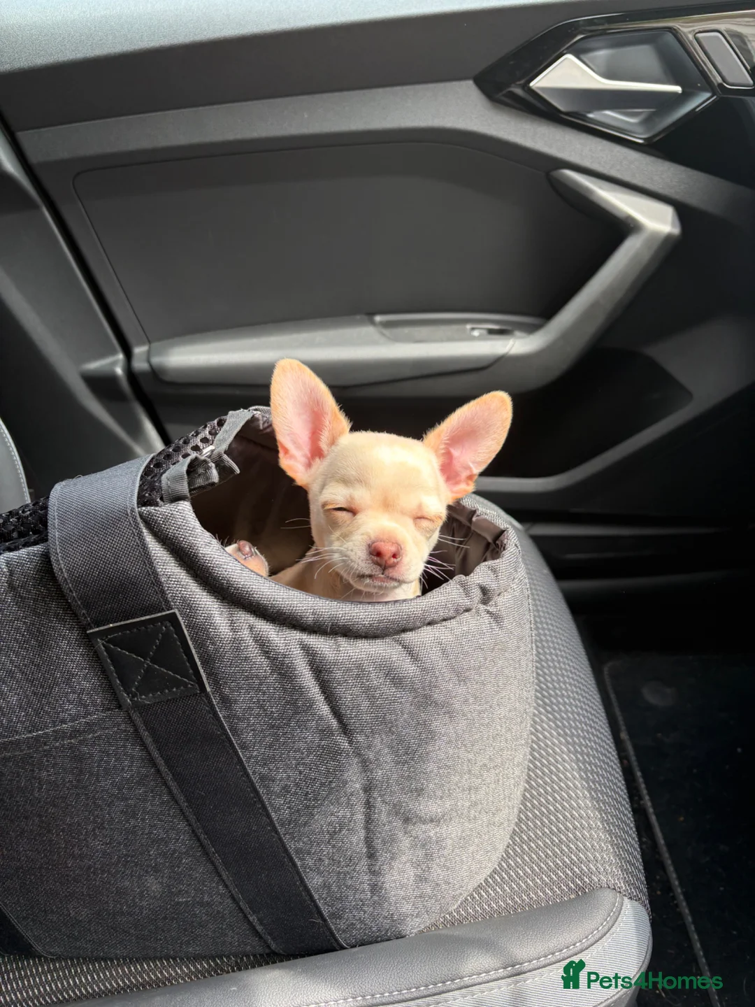 Chihuahua dogs for sale: One boy chihuahua left in London - Advert 9