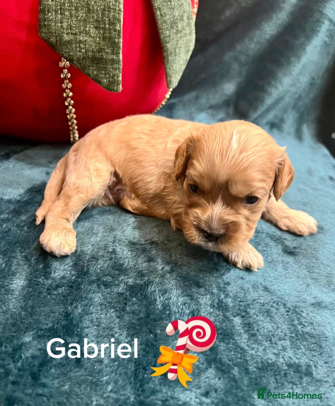 Cavapoo dogs for sale: ✨Beautiful Toy Cavapoo Puppies KC Reg parents✨ - Advert 12
