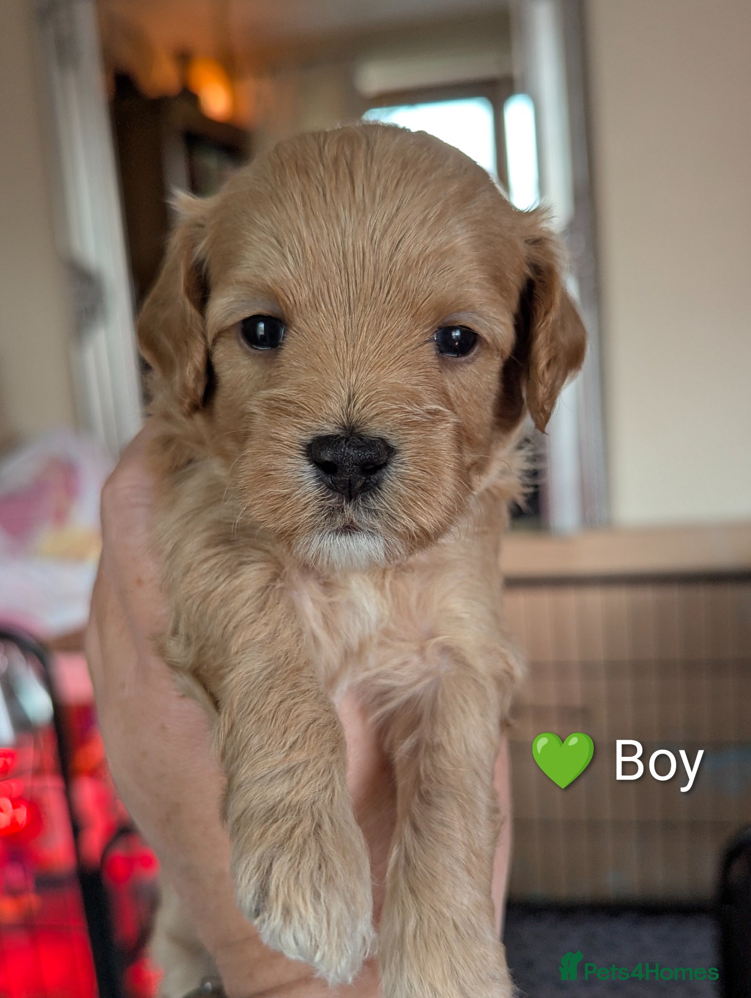 Cavapoo dogs Beautiful Cavapoo Puppies – Ready Soon 🐾 4💙 2🩷 - Advert 6