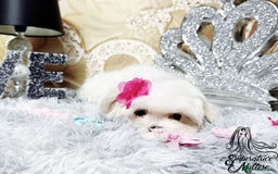 Maltese dogs for sale: Emperatrice Maltese-Korean Line Show Maltese KC Re - Advert 40