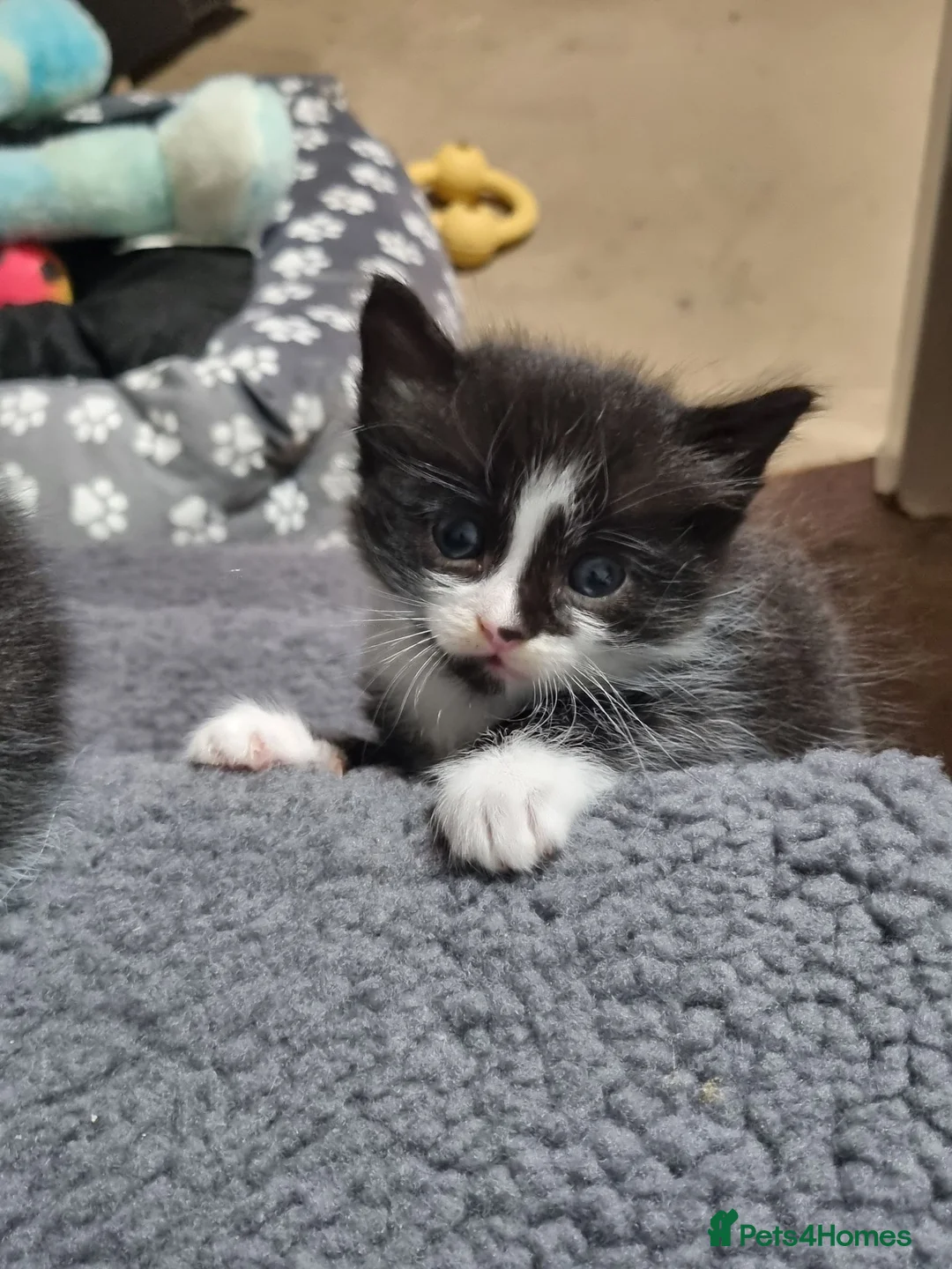 Mixed Breed cats for sale: 1 boy kitten for sale  in Motherwell - Advert 2