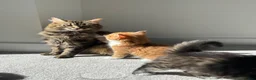 Mixed Breed cats for sale: Beautiful Kittens Looking for Their Forever Home - Advert 16