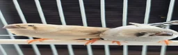 Finches birds for sale: 1 male canary  - Advert 3