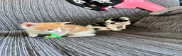Mixed Breed cats for sale: 2 lovely kittens left  in King's Lynn - Advert 12