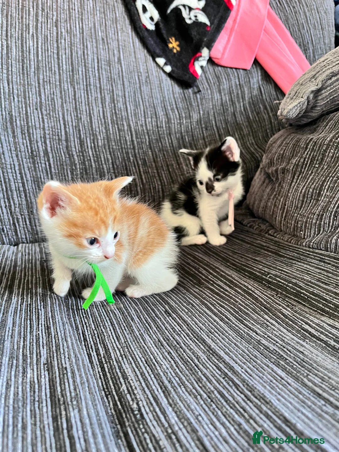 Mixed Breed cats for sale: 2 lovely kittens left  in King's Lynn - Advert 12