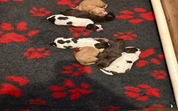 Cockerdor dogs for sale: Cockerdors  - Advert 34