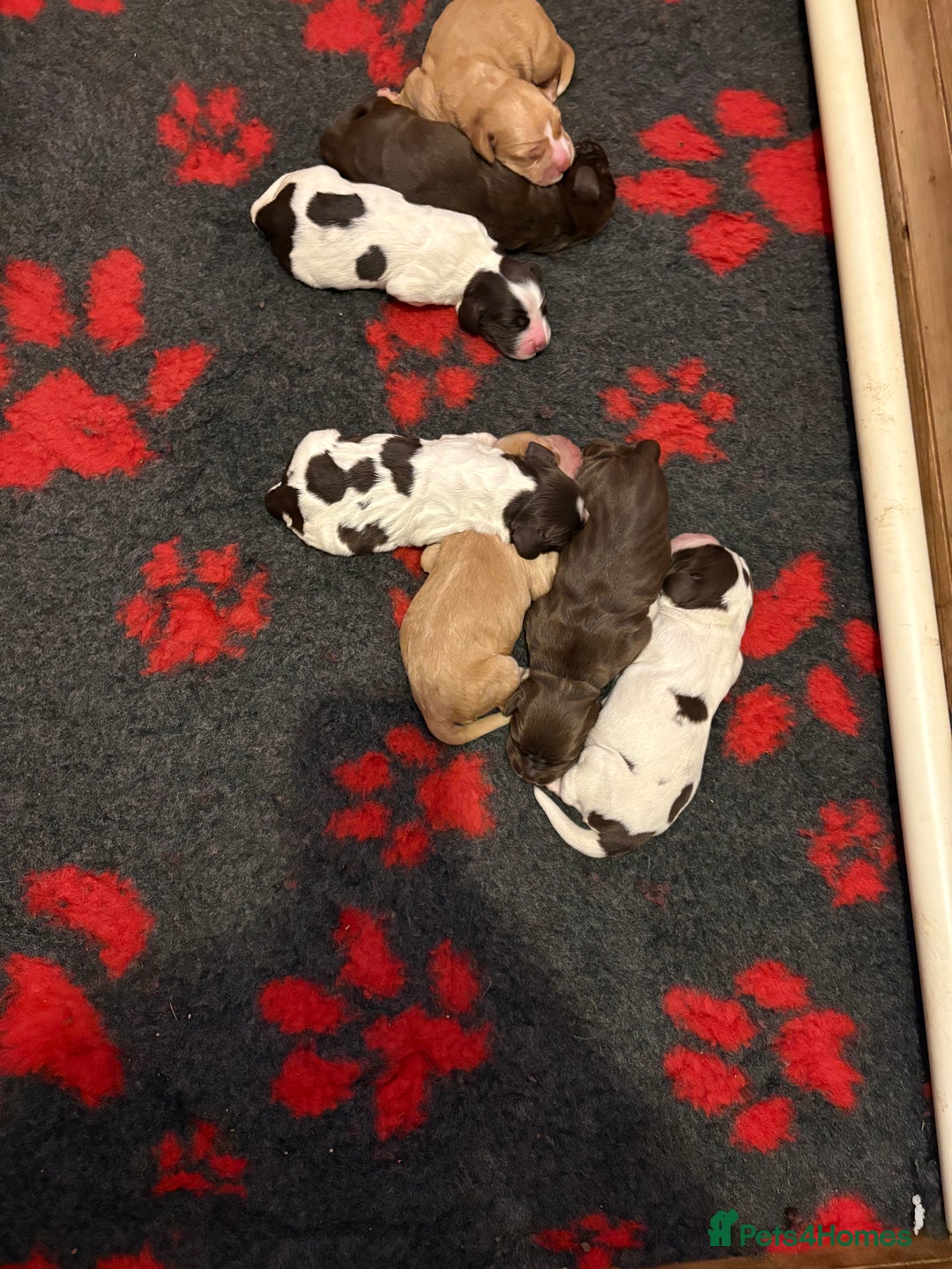 Cockerdor dogs for sale: Cockerdors  - Advert 34