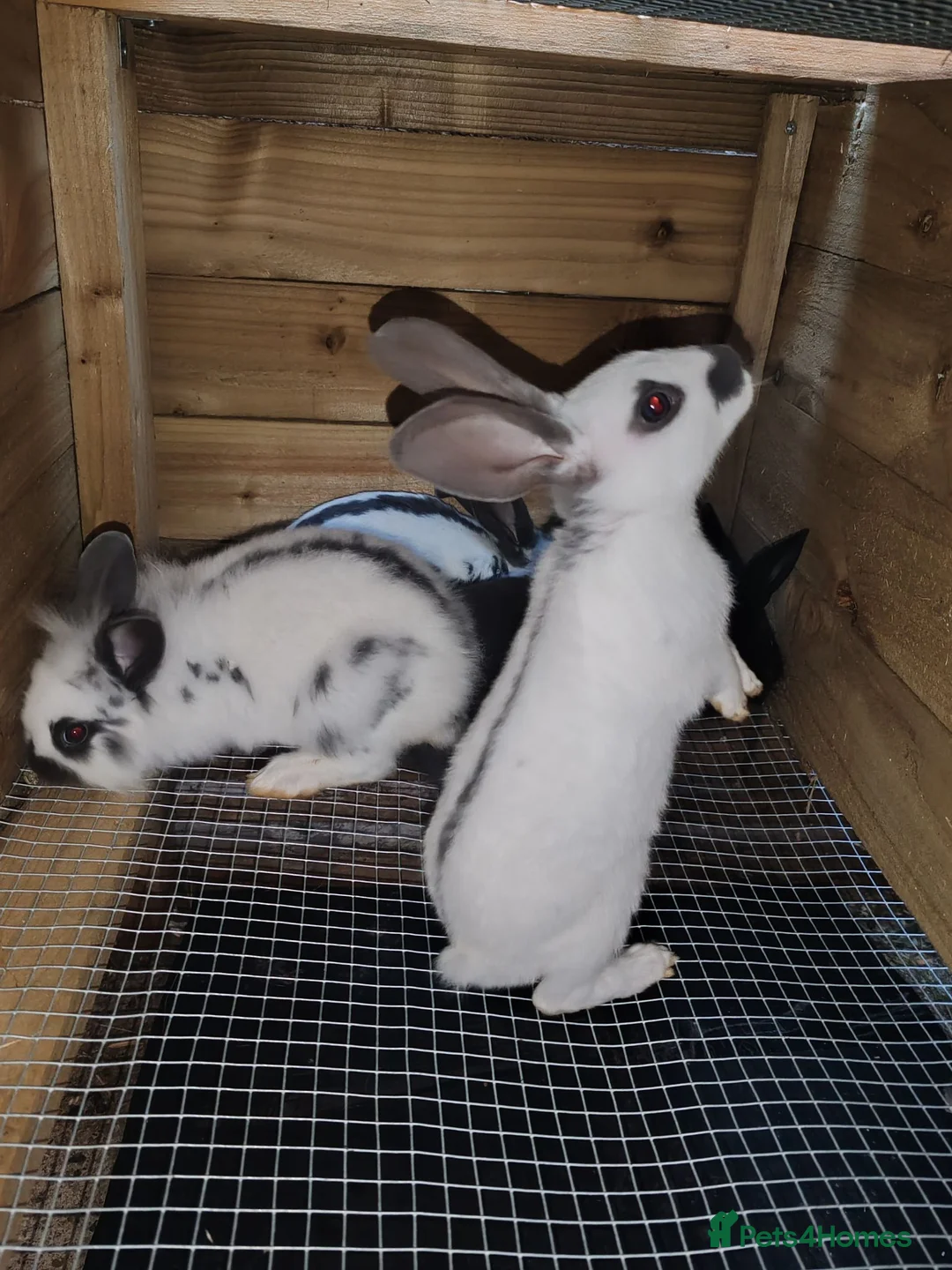 English Spot rabbits for sale: Original English spot male and female  in Dewsbury - Advert 3