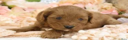 Cavapoo dogs for sale: *HEALTH TESTED* Cavapoo Puppies - Advert 19