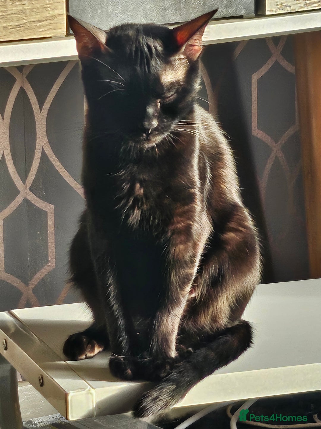 Bengal cats for sale: Active Tica Registered Bengal kittens  - Advert 1