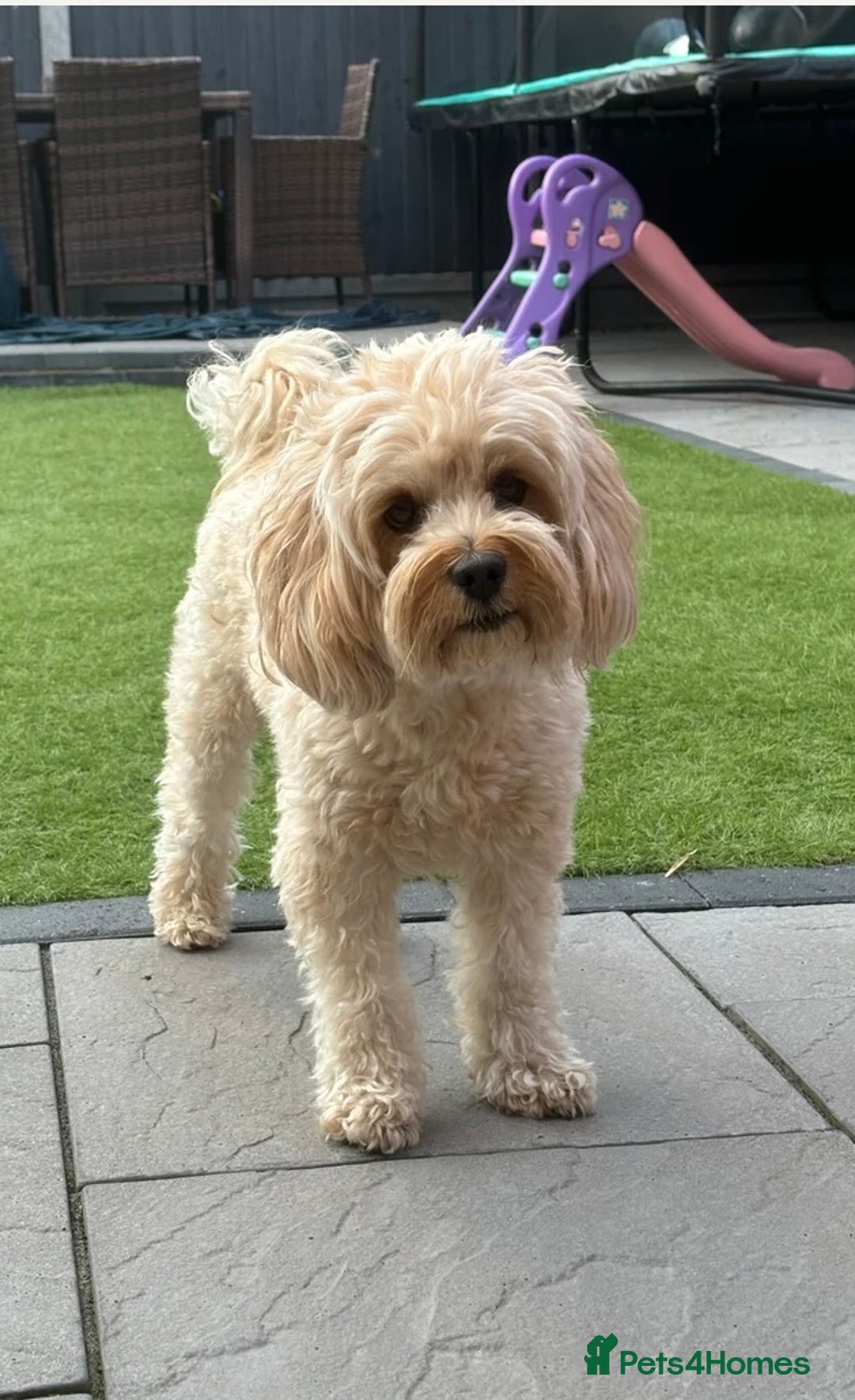 Mixed Breed dogs for sale: Cockapoo x cavapoo  - Image 8
