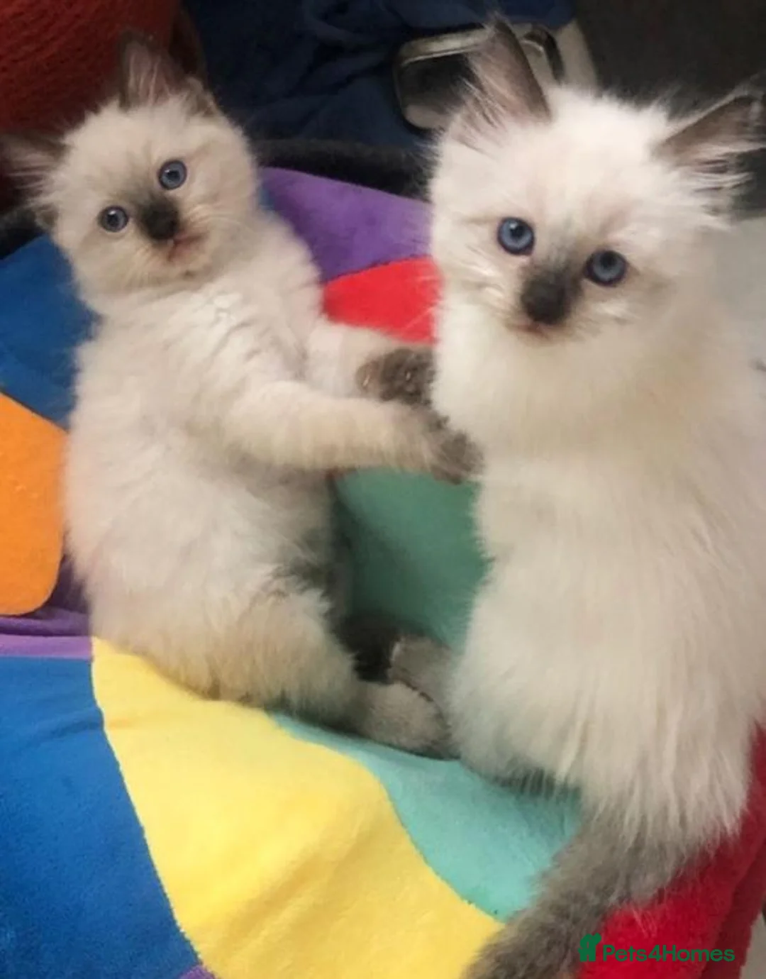 Ragdoll cats for sale: Fluffy Little Treasures Ready to Bring Joy to You in Norwich - Advert 2