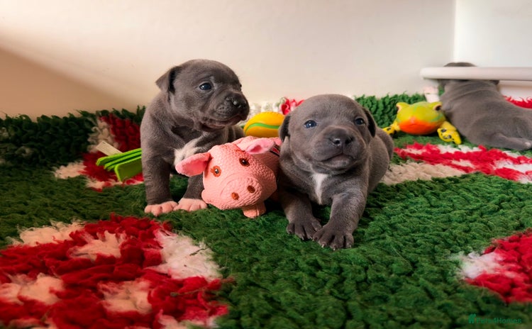 Staffordshire Bull Terrier dogs - Advert 2
