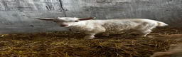 Goats livestock for sale: Gorgeous Pygmy Goats - Ready from mid /end April  - Advert 6