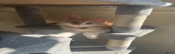 Maine Coon cats for sale: Pure mainecoon kittens DNA health tested parents.  - Advert 23