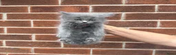 Ragdoll cats for sale: ragdoll kitten  - Advert 3