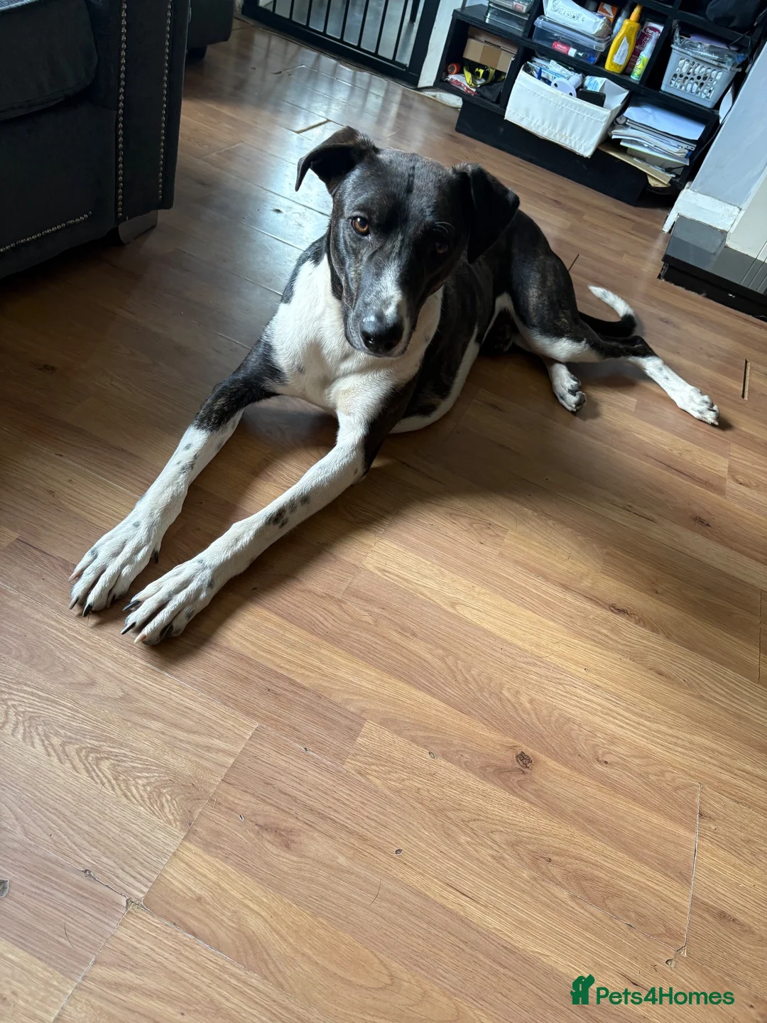 Mixed Breed dogs for sale: Two dogs looking to be rehomed  - Advert 2